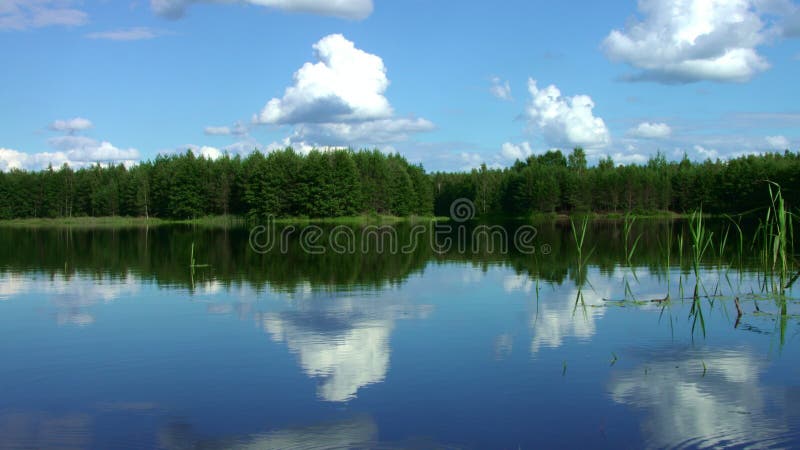 Lago hermoso del bosque con agua tranquila en paisaje maravilloso del bosque del pino