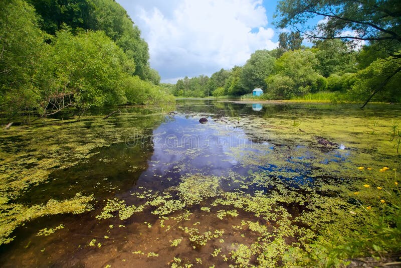 Lago invaso con la lemma verde, ora legale fotografia stock libera da diritti