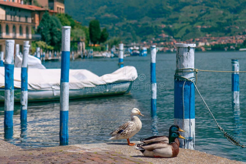 Lago Iseo y patos en el primero plano fotos de archivo libres de regalías Lago Iseo y patos en el primero plano fotos de archivo libres de regalías