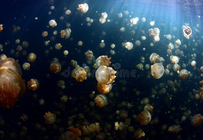 Jellyfish Lake at Palau Micronesia. Jellyfish Lake at Palau Micronesia