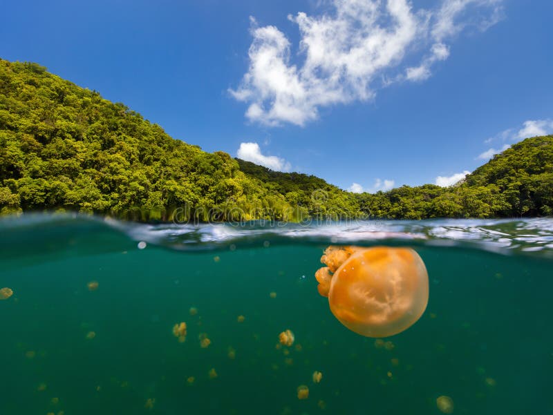 Split photo of endemic golden jellyfish in lake at the Republic of Palau. Snorkeling in Jellyfish Lake is a popular activity for tourists to Palau. Split photo of endemic golden jellyfish in lake at the Republic of Palau. Snorkeling in Jellyfish Lake is a popular activity for tourists to Palau.