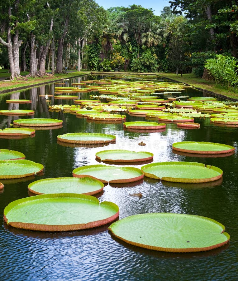 lago no parque com amazonica de Victoria, regia de Victoria imagem de stock lago no parque com amazonica de Victoria, regia de Victoria imagem de stock