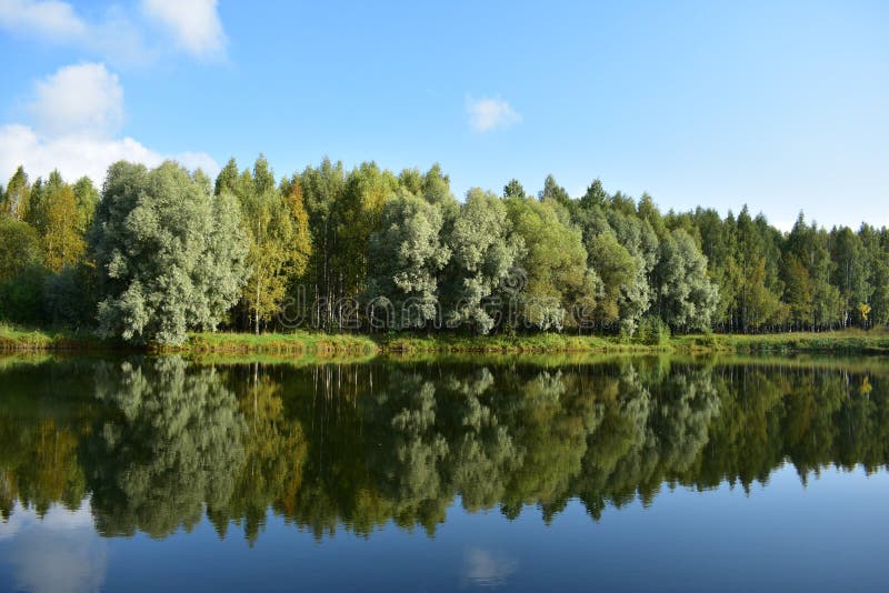 Lake in the forest Park with decorative plantings of exotic trees branches shakes the wind, the water reflects the clouds sky grass birch grove. Lake in the forest Park with decorative plantings of exotic trees branches shakes the wind, the water reflects the clouds sky grass birch grove