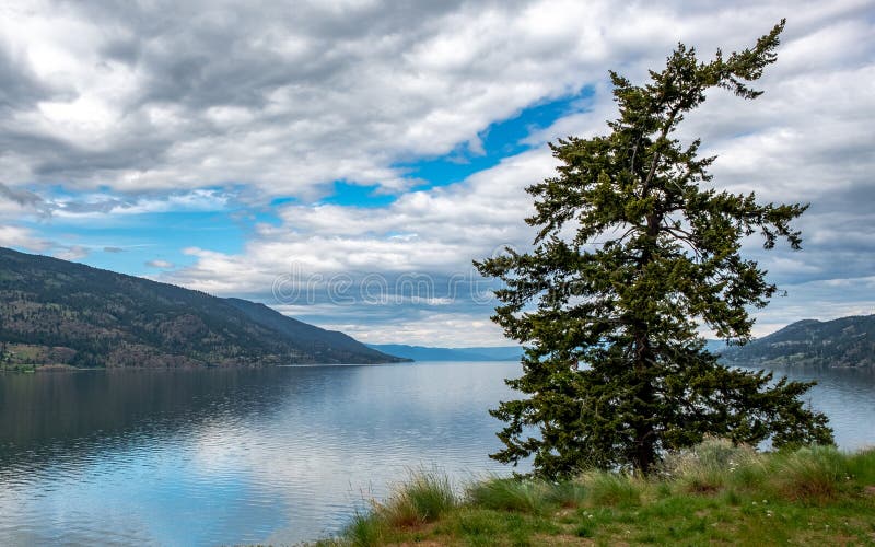 Lago Okanagan del pino di Ponderosa immagine stock libera da diritti Lago Okanagan del pino di Ponderosa immagine stock libera da diritti