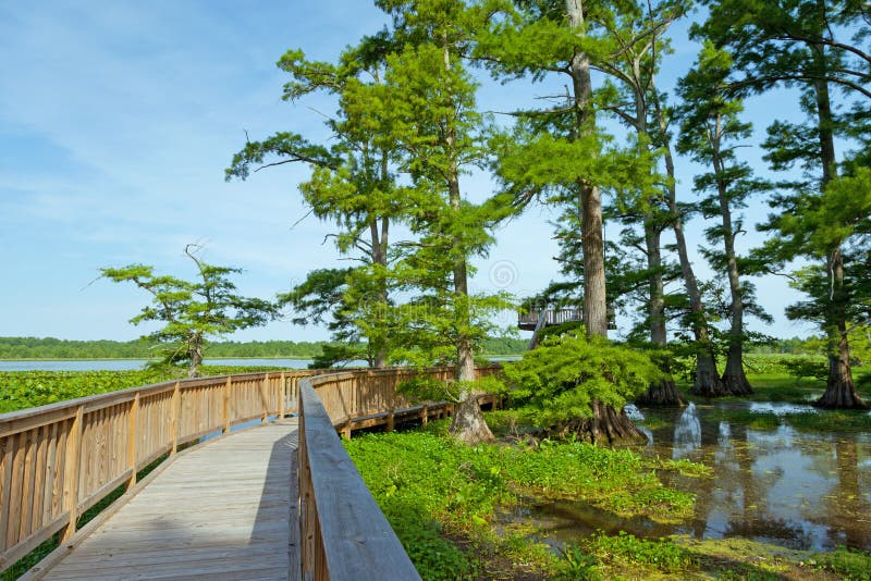 Lago Reelfoot imágenes de archivo libres de regalías Lago Reelfoot imágenes de archivo libres de regalías