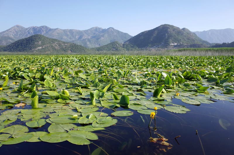 Lago Skadar, Montenegro imagem de stock Lago Skadar, Montenegro imagem de stock