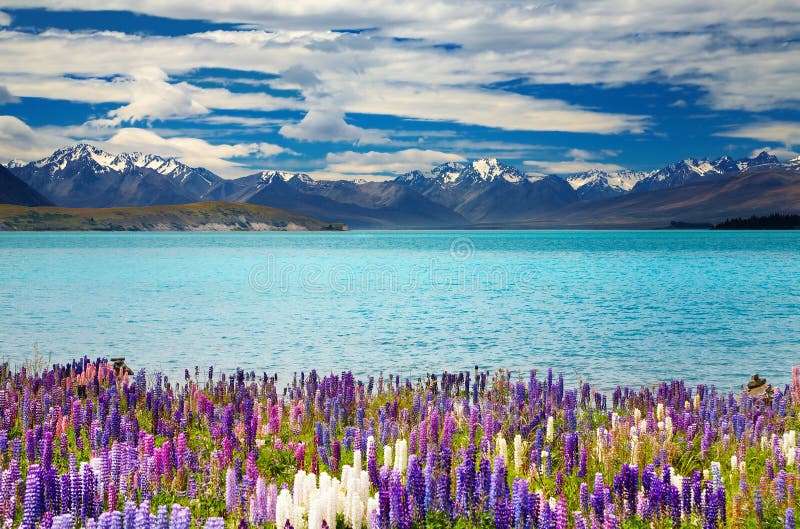 Lago Tekapo, Nova Zelândia fotografia de stock Lago Tekapo, Nova Zelândia fotografia de stock