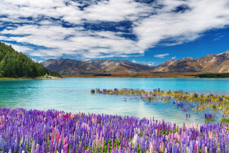 Lago Tekapo, Nuova Zelanda