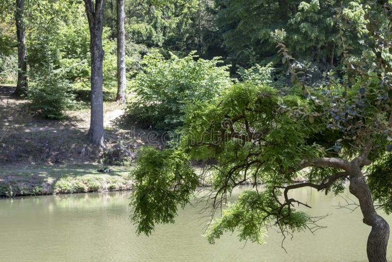 Lago y patos en bosque fotos de archivo Lago y patos en bosque fotos de archivo