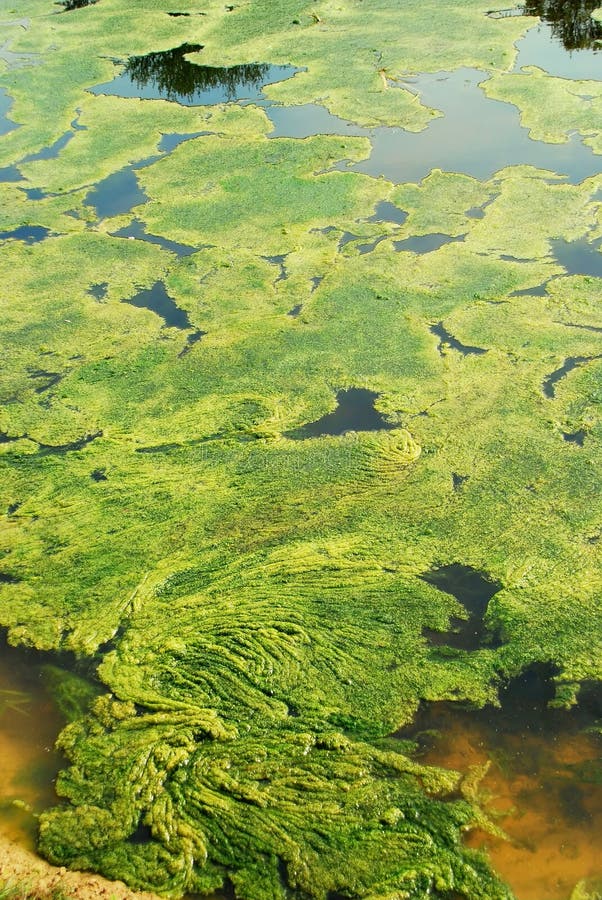 Lagoa com algas verdes