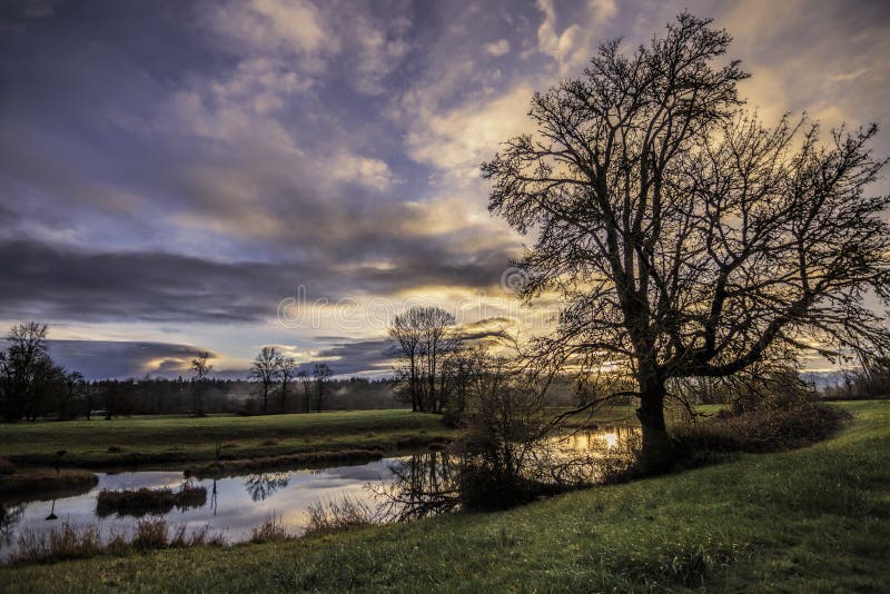 Lagoa com árvore retroiluminada e o pasto verde imagens de stock
