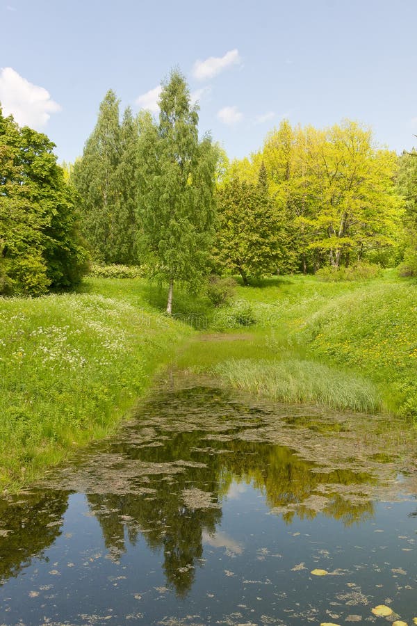 Lagoa da floresta em um dia claro imagens de stock Lagoa da floresta em um dia claro imagens de stock
