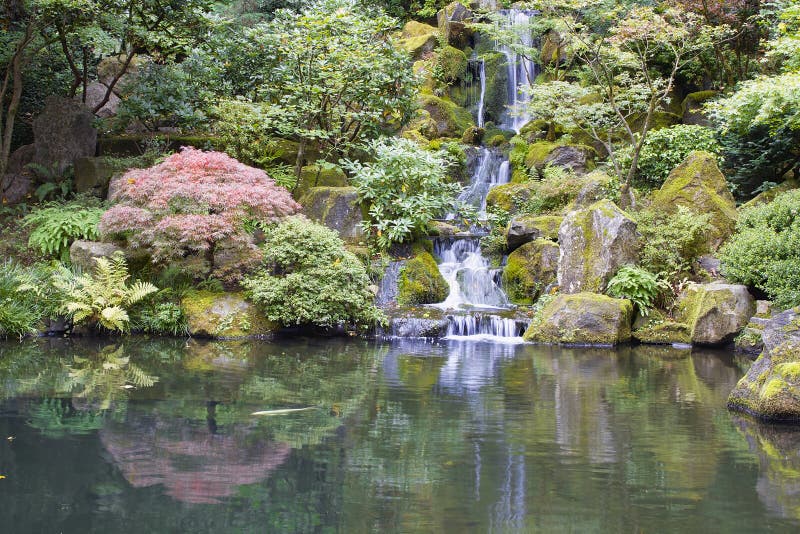 Lagoa japonesa de Koi do jardim com cachoeira