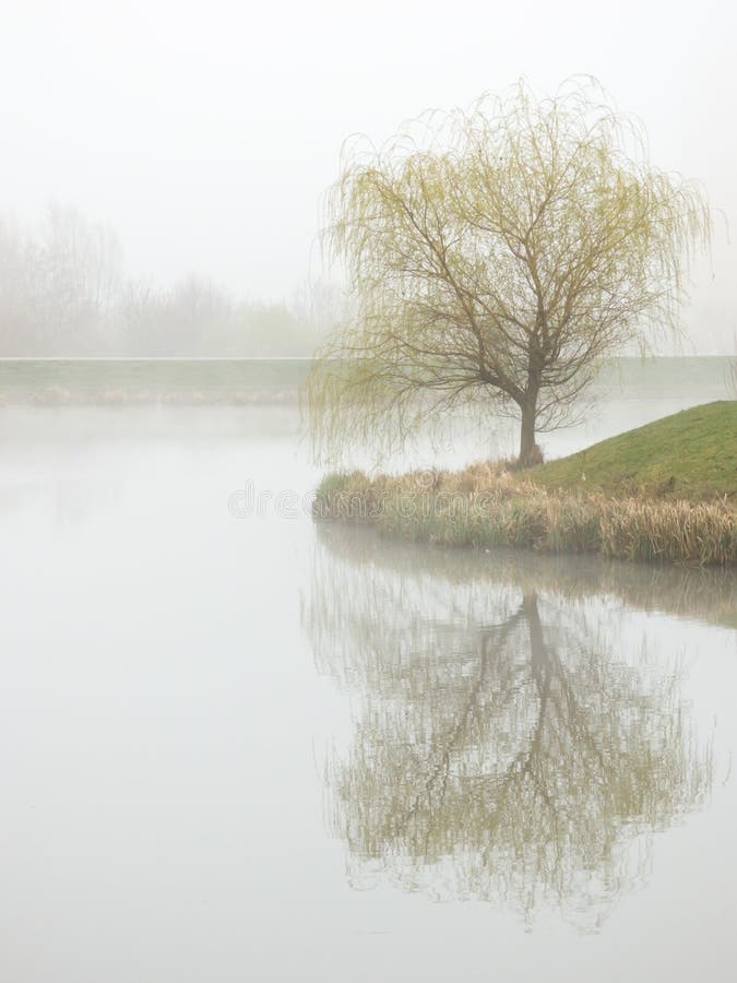 Tree on shore of pond in misty morning. Tree on shore of pond in misty morning