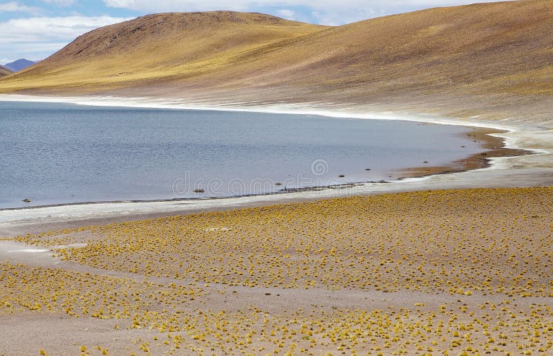 Lagoa no deserto de Atacama, o Chile de Miniques foto de stock Lagoa no deserto de Atacama, o Chile de Miniques foto de stock