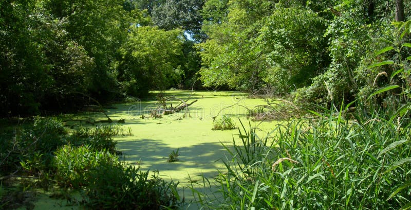 Lagoa verde do verão