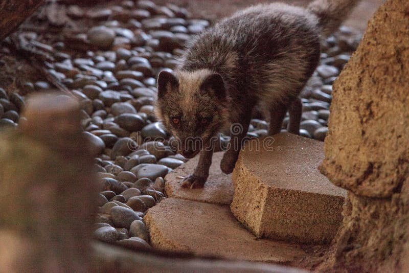 Lagopus del Vulpes del zorro ártico con la piel marrón imágenes de archivo libres de regalías Lagopus del Vulpes del zorro ártico con la piel marrón imágenes de archivo libres de regalías
