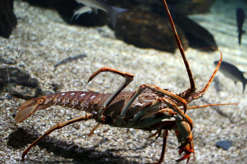 Clawed lobsters compose a family (Nephropidae, sometimes also Homaridae) of large marine crustaceans. Lobsters are economically important as seafood, forming the basis of a global industry that nets US$1.8 billion in trade annually. Though several different groups of crustaceans are known as lobsters, the clawed lobsters are most often associated with the name. Clawed lobsters are not closely related to spiny lobsters or slipper lobsters, which have no claws (chelae), or squat lobsters. The closest relatives of clawed lobsters are the reef lobster Enoplometopus and the three families of freshwater crayfish. Lobsters are invertebrates and are found all over the world. They have a hard protective exoskeleton. Like most arthropods, lobsters must molt in order to grow, leaving them vulnerable during this time. During the molting process, several species may experience a change in color. Lobsters have 10 legs, with the front ones adapted to claws. Lobsters live on rocky, sandy, or muddy bottoms from the shoreline to beyond the edge of the continental shelf. They generally live singly in crevices or in burrows under rocks. Lobsters typically eat live food, consisting of fish, molluscs, other crustaceans, worms, and some plant life. Occasionally, they will scavenge if necessary, and may resort to cannibalism in captivity; however, this has not been observed in the wild. Clawed lobsters compose a family (Nephropidae, sometimes also Homaridae) of large marine crustaceans. Lobsters are economically important as seafood, forming the basis of a global industry that nets US$1.8 billion in trade annually. Though several different groups of crustaceans are known as lobsters, the clawed lobsters are most often associated with the name. Clawed lobsters are not closely related to spiny lobsters or slipper lobsters, which have no claws (chelae), or squat lobsters. The closest relatives of clawed lobsters are the reef lobster Enoplometopus and the three families of freshwater crayfish. Lobsters are invertebrates and are found all over the world. They have a hard protective exoskeleton. Like most arthropods, lobsters must molt in order to grow, leaving them vulnerable during this time. During the molting process, several species may experience a change in color. Lobsters have 10 legs, with the front ones adapted to claws. Lobsters live on rocky, sandy, or muddy bottoms from the shoreline to beyond the edge of the continental shelf. They generally live singly in crevices or in burrows under rocks. Lobsters typically eat live food, consisting of fish, molluscs, other crustaceans, worms, and some plant life. Occasionally, they will scavenge if necessary, and may resort to cannibalism in captivity; however, this has not been observed in the wild.