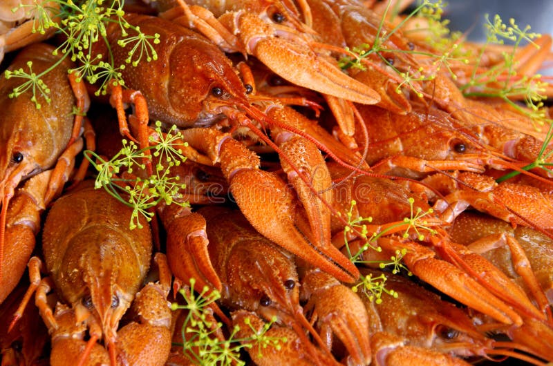 Lagostas cozinhadas com aneto Lagostas cozinhadas com aneto