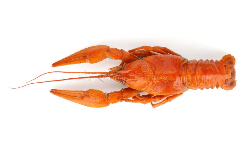 Boiled crayfish. Isolated on a white background. Boiled crayfish. Isolated on a white background