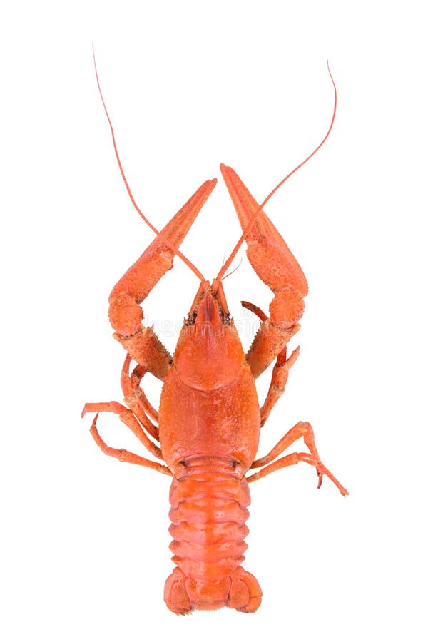 Boiled red crawfish isolated on a white background. Boiled red crawfish isolated on a white background