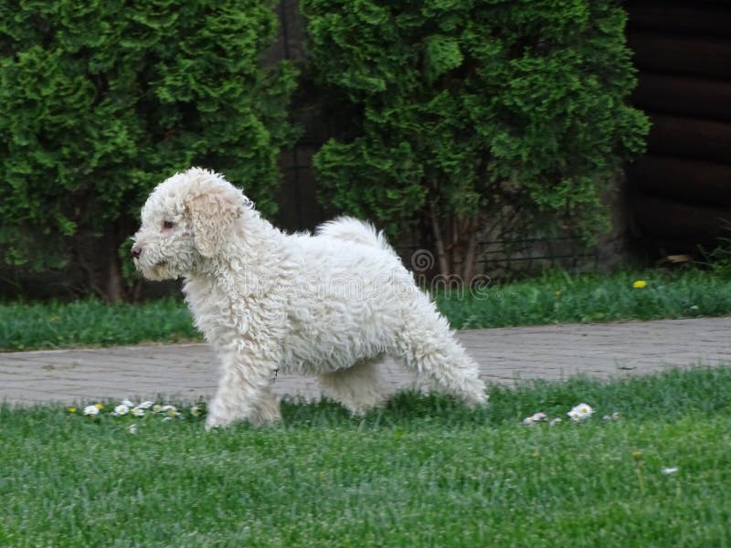 Lagotto femenino blanco y marrón lindo Romagnolo fotos de archivo Lagotto femenino blanco y marrón lindo Romagnolo fotos de archivo