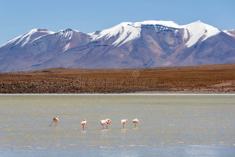 Laguna Canapa w Altiplano słone jezioro, Boliwia obraz royalty free Laguna Canapa w Altiplano słone jezioro, Boliwia obraz royalty free