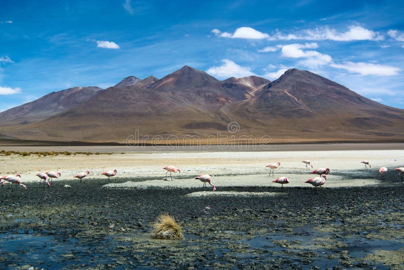 Laguna Hedionda - saline lake with pink flamingos