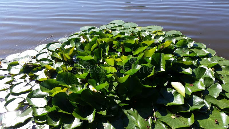 Lagune natural y Lotus Leaves verde foto de archivo libre de regalías Lagune natural y Lotus Leaves verde foto de archivo libre de regalías
