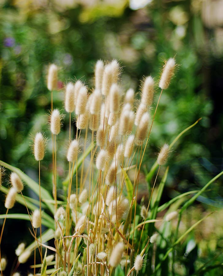 Lagurus Plant,Bunny Tail Grass. Stock Photo Image 41221698