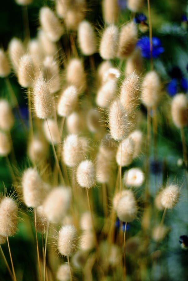 Lagurus Plant,Bunny Tail Grass. Stock Photo Image of plant