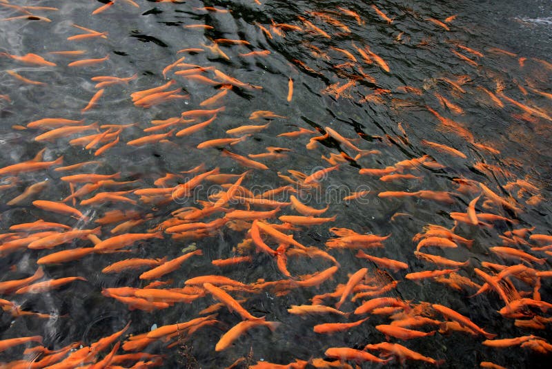 Laichen der Lachse stockbild. Bild von teich, schwimmbad 25704827
