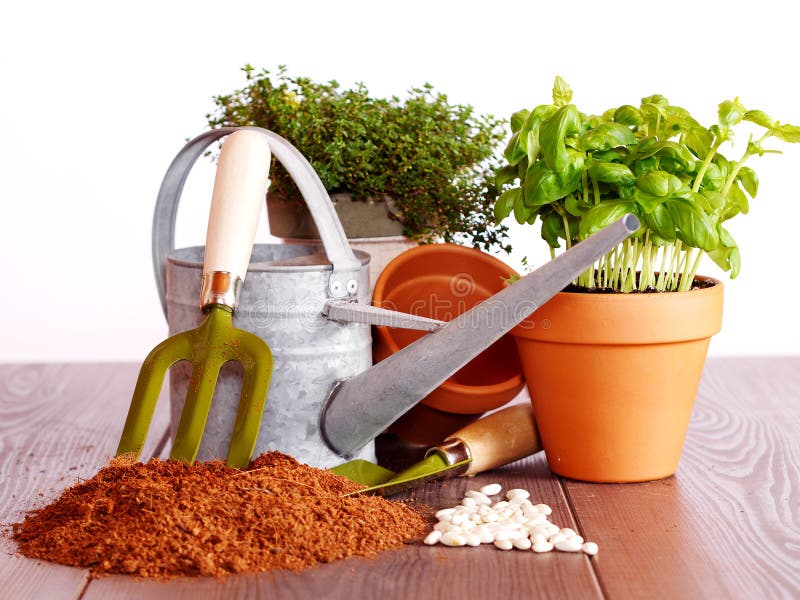 Un Mélange De Perlite Et De La Vermiculite Au Sol. Les Légumes Grandissants  De Concept D'intérieur. Pot Avec Le Sol Pour La Tomate Image stock - Image  du nature, centrale: 178497045