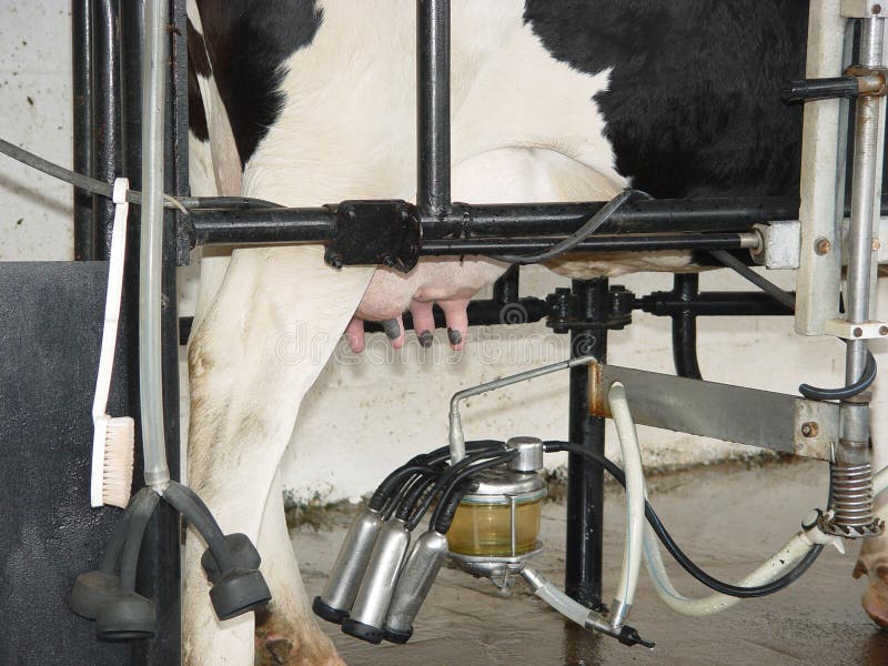 Milking cows at a dairy farm. Milking cows at a dairy farm