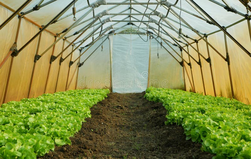 Seedlings lettuce oakleaf bio green Lactuca sativa vegetables young planting oak leaf green detail greenhouse foil field root crop farm farming garden salad growing Europee gourd fresh vegetables close-up, after rain mud wetting, village growing soil climate change, cabbage environmental earth plants detail close-up, soil bio root, for sale in the market and shop supermarket, agricultural agriculture, Czech Republic. Seedlings lettuce oakleaf bio green Lactuca sativa vegetables young planting oak leaf green detail greenhouse foil field root crop farm farming garden salad growing Europee gourd fresh vegetables close-up, after rain mud wetting, village growing soil climate change, cabbage environmental earth plants detail close-up, soil bio root, for sale in the market and shop supermarket, agricultural agriculture, Czech Republic