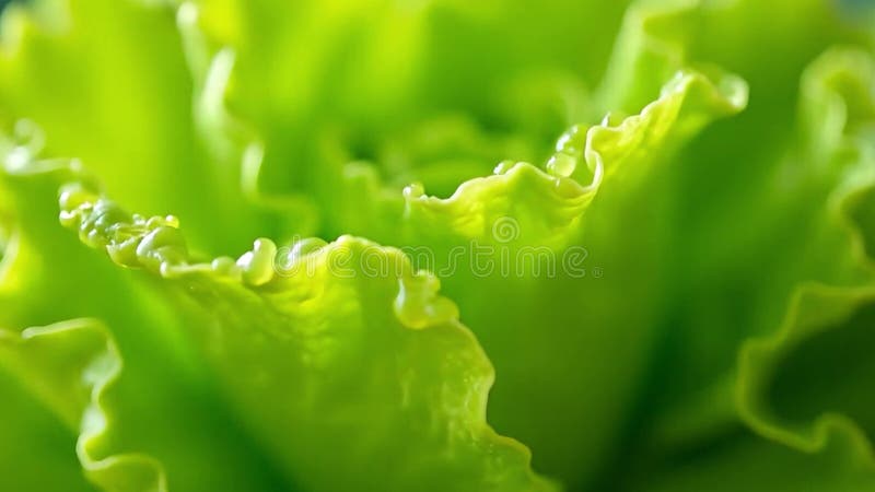 Laitue verte vibrante fermeture détaillée mettant en évidence la texture fraîche et l'apparence saine illustration stock