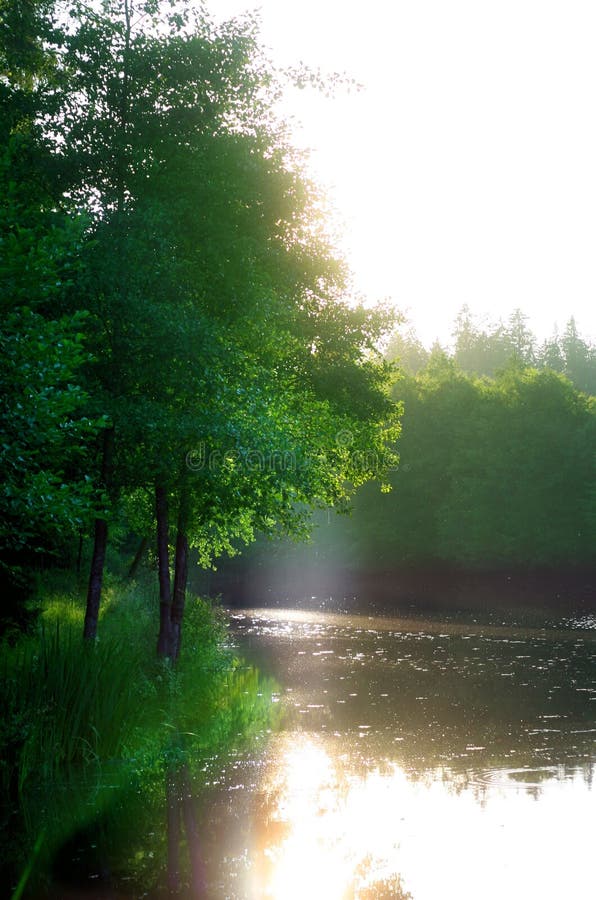 Lago in un bosco con un raggio di sole che scende dietro l'albero al centro dell'immagine.