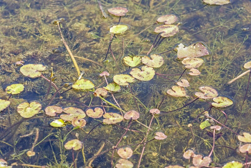 Lake in Arboretum Tesarske Mlynany, Slovakia