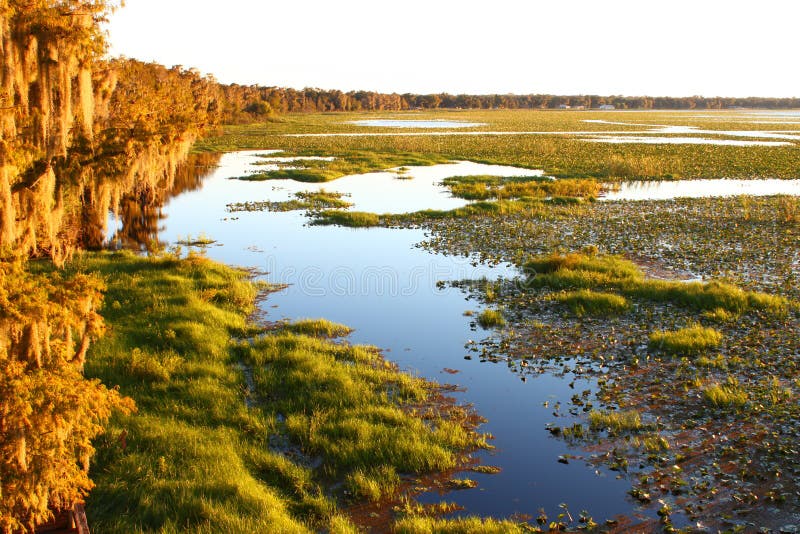 Lake Arbuckle Florida stock photo. Image of epiphytic 42251222