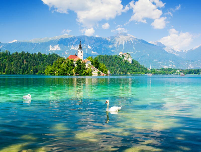 Lake Bled with swan, Slovenia, Europe
