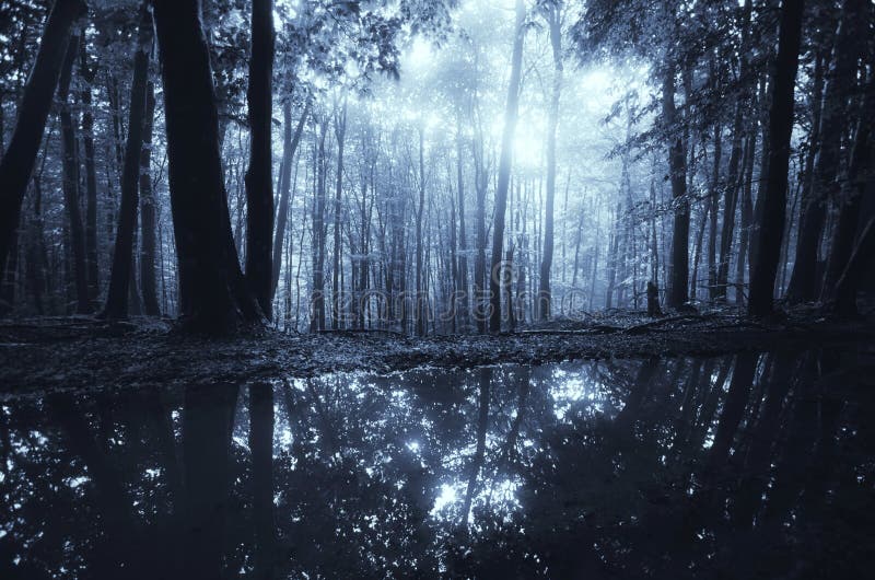 Lake in Dark Forest at Night with Moonlight Stock Photo - Image of
