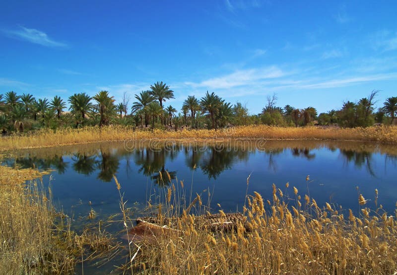 Lake in desert and date palms mirrored in water