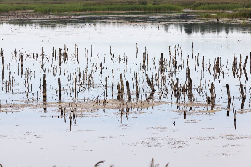 A lake with different plants stock image