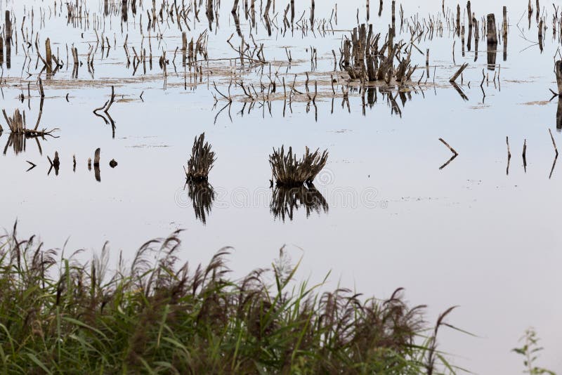 A lake with different plants stock photography