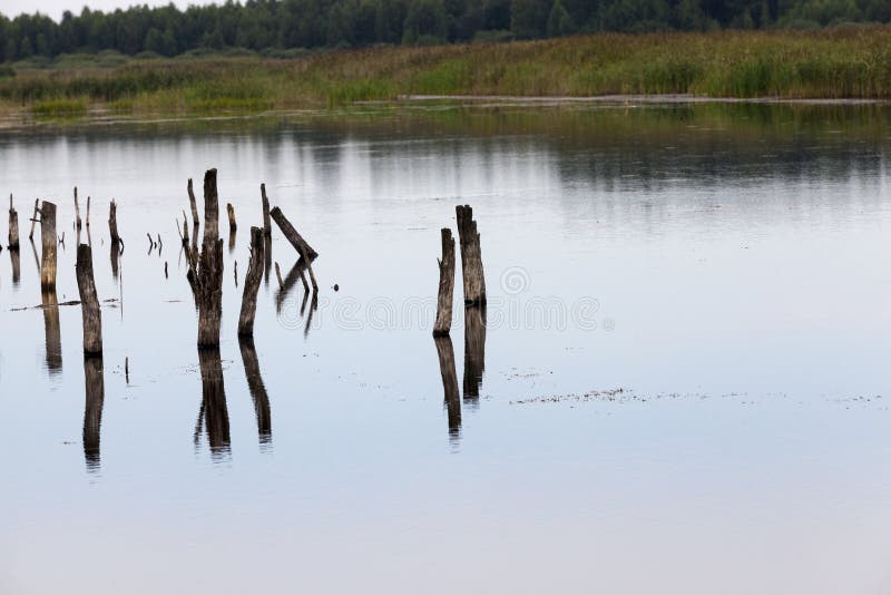 A lake with different plants royalty free stock photo