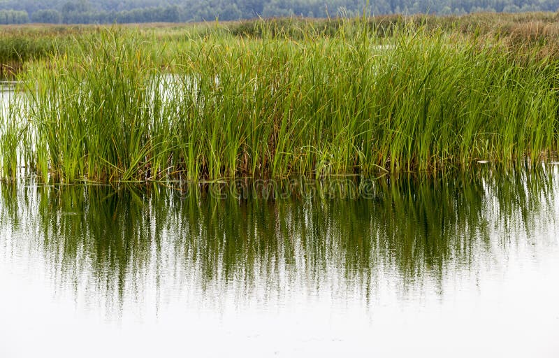 A lake with different plants royalty free stock photo