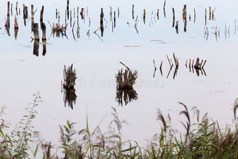 A lake with different plants royalty free stock image