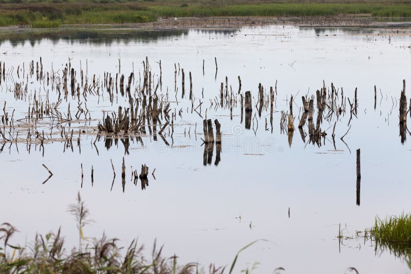 A lake with different plants royalty free stock photography
