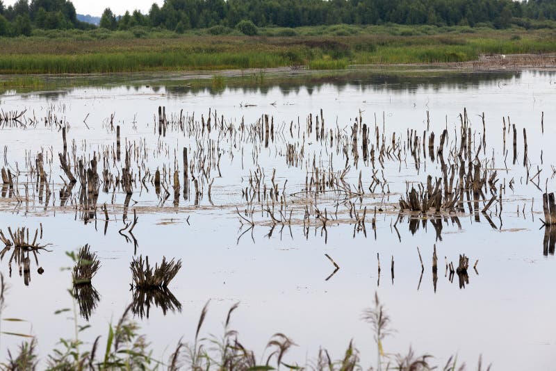 A lake with different plants stock photo