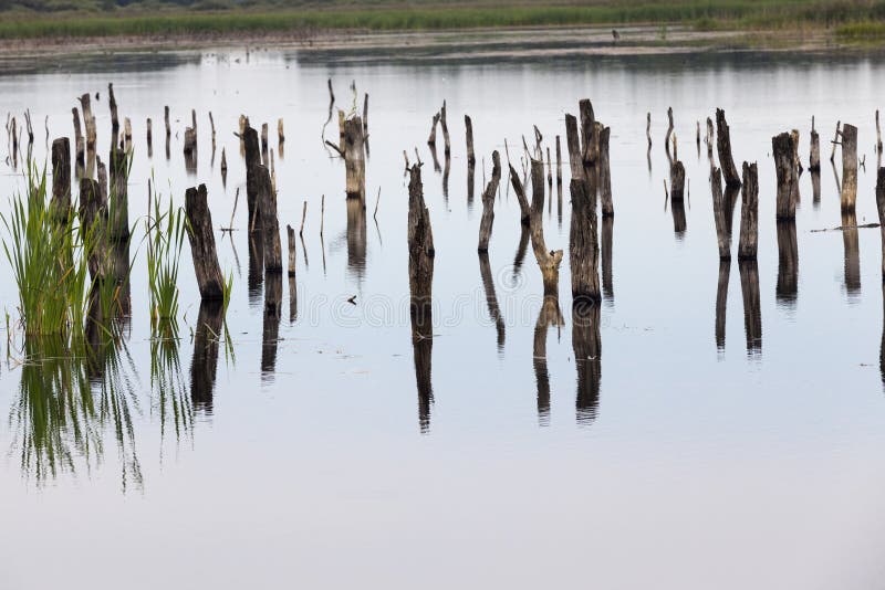 A lake with different plants royalty free stock photography